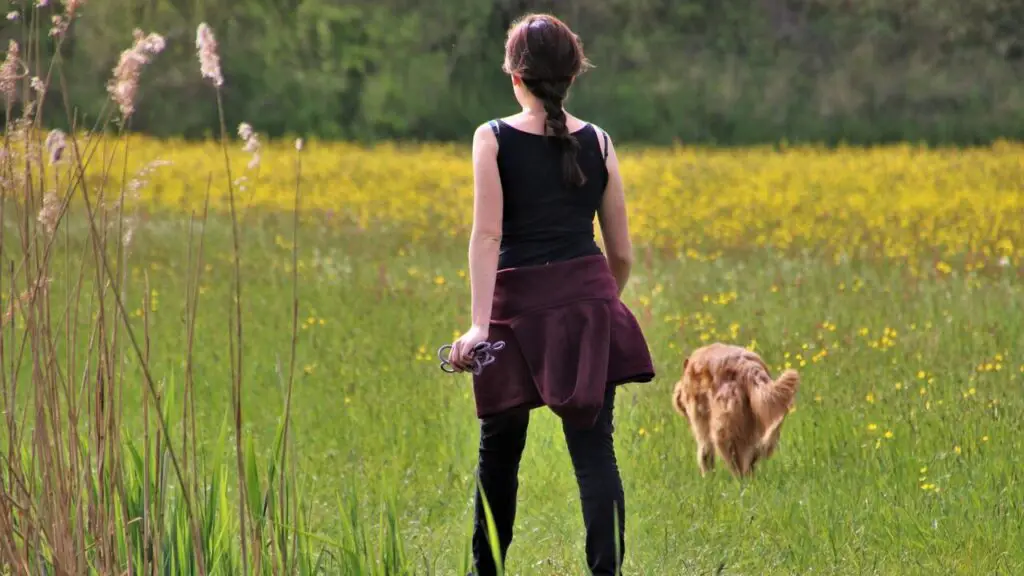 grass, meadow, plant, walks, dog