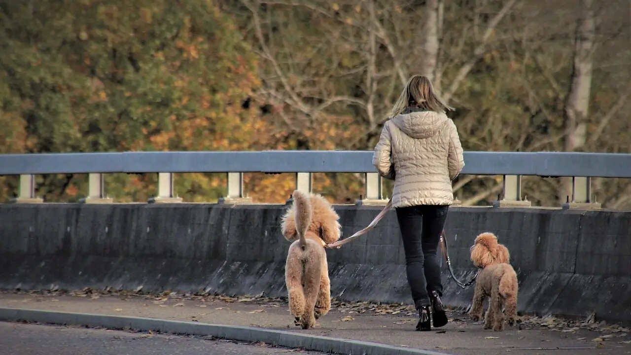 dog, large poodle, the person, daily routine