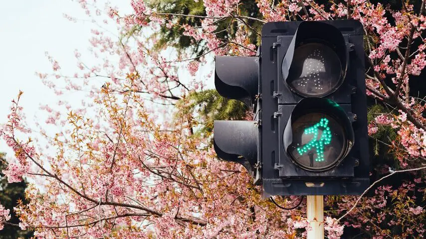 traffic light, green light, flowers, grateful