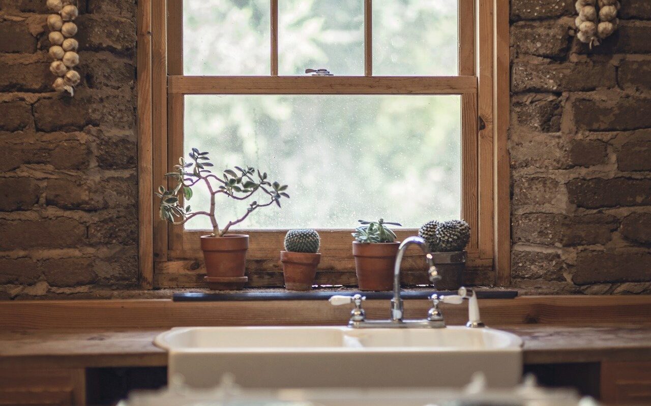 garlic, cactus, window, plant mom